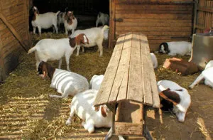 Animal Husbandry and Animal Welfare are not a Contradiction