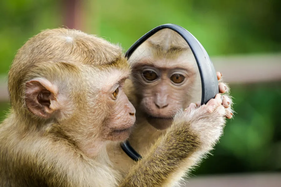 Study on Personality Differences in Capuchin Monkeys