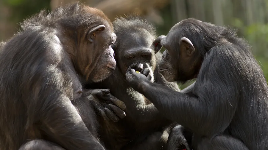Tool Transfers are a Form of Teaching Among Chimpanzees