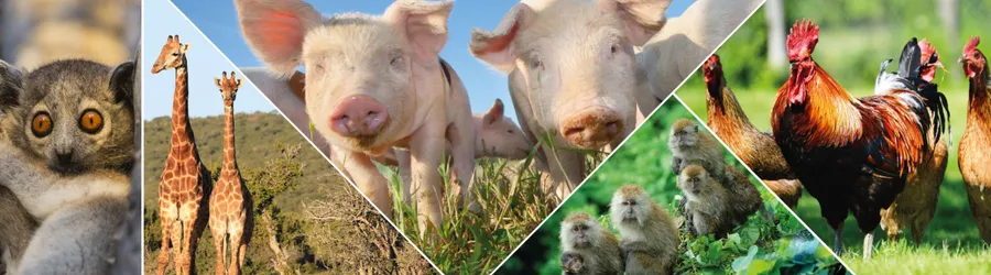 Animal Behavior Research - From Primates to Farm Animals