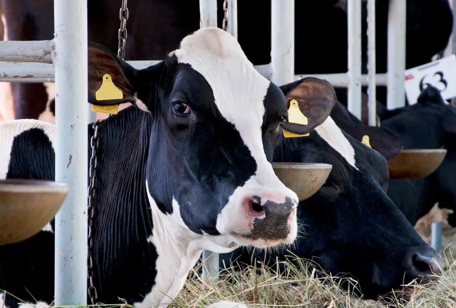 Explore how the Department of Behavior Physiology of Farm Animals studies animal welfare, examining space requirements, group sizes, and feeding processes in modern livestock farming.