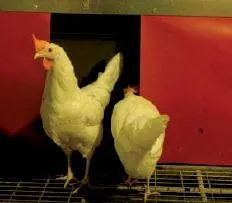 Laying hens in research study