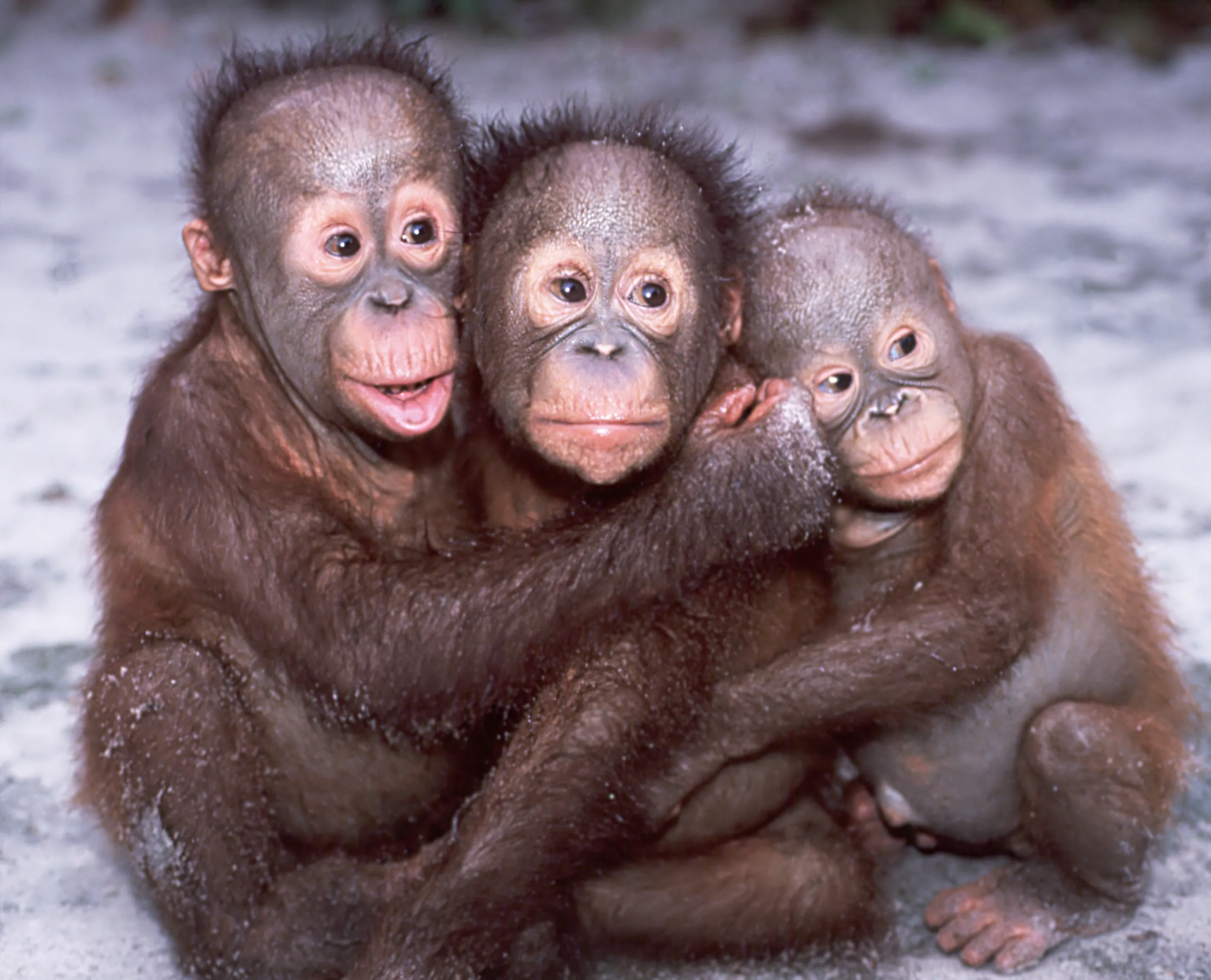 Baby orangutans displaying emotional mimicry