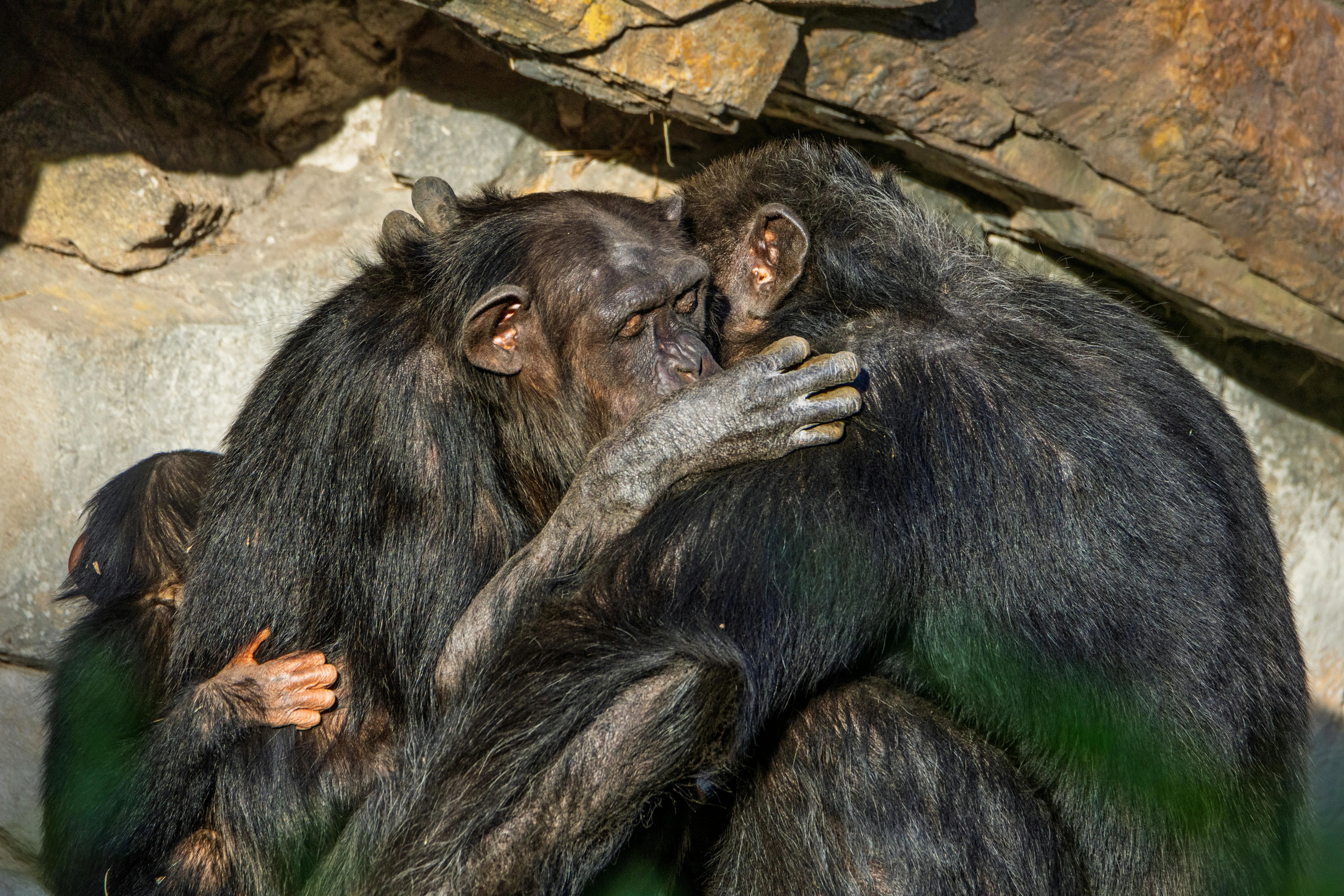 Primates displaying social behavior