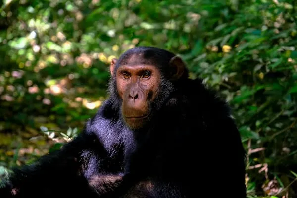 Chimpanzee behavior study at Zurich University