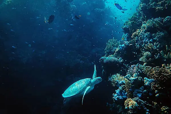 Close-up of a sea turtle swimming, demonstrating video footage quality